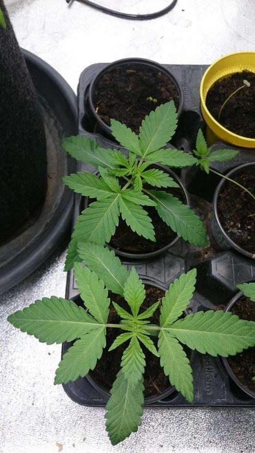 Dutch Passion Growing Competition 2026 B. Week 1 - 18