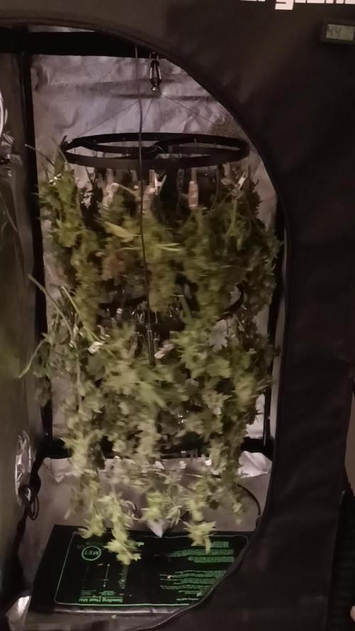 OG Kush