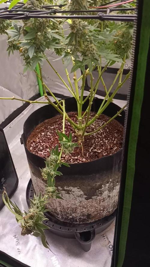Alien OG