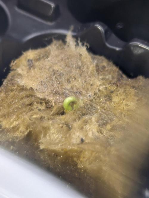 grow journal by Dunnoh GrowDiaries