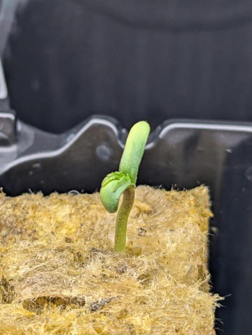 grow journal by Dunnoh GrowDiaries