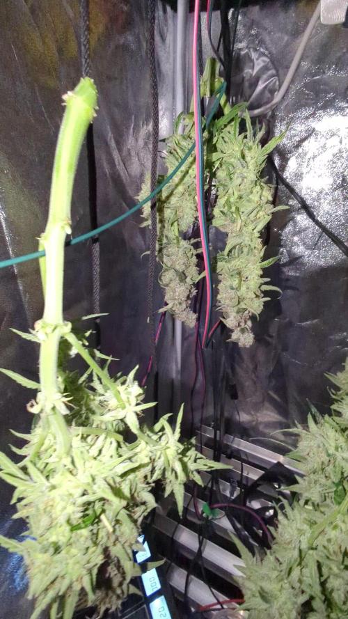 First grow | DWC | Titan F1 from RQS