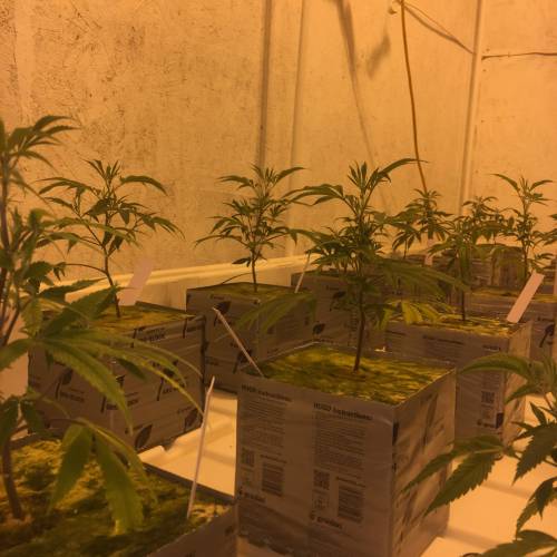GG4 and Zookies. Week 2