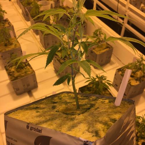 GG4 and Zookies. Week 2