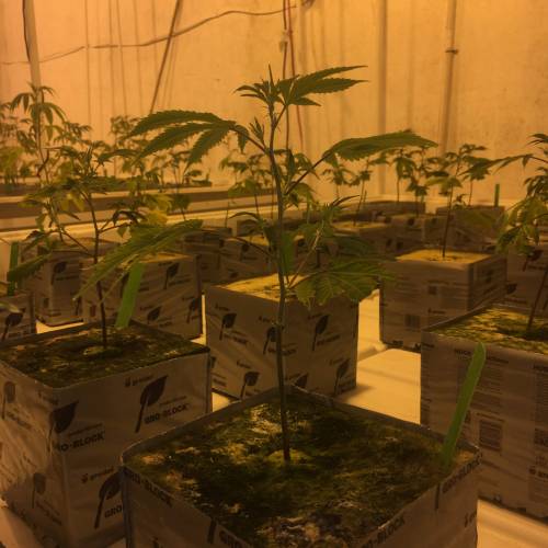 GG4 and Zookies. Week 2