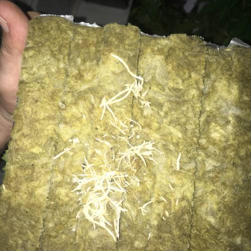 GG4 and Zookies. Week 2