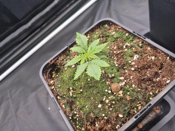 Purple Lemonade Auto Fast Buds. Week 1