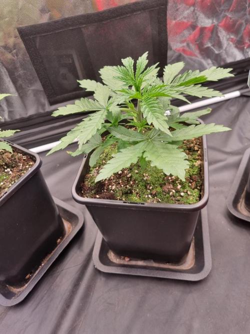 Purple Lemonade Auto Fast Buds. Week 2