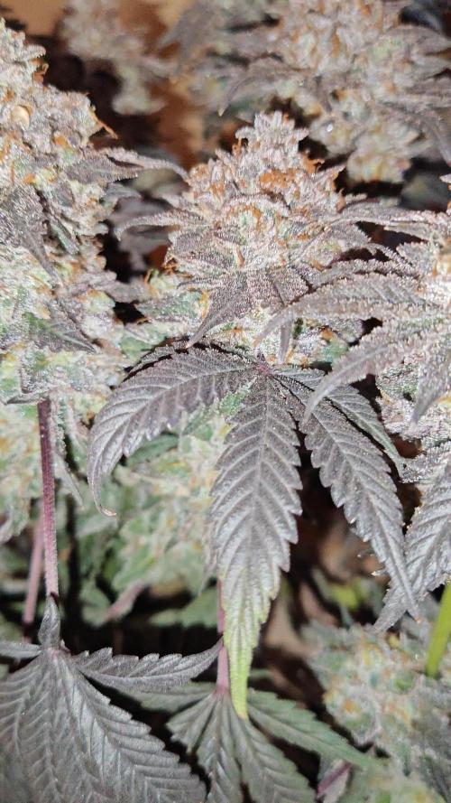 Smoke's Multistrain Pseudo Mainline LED Grow 320W
