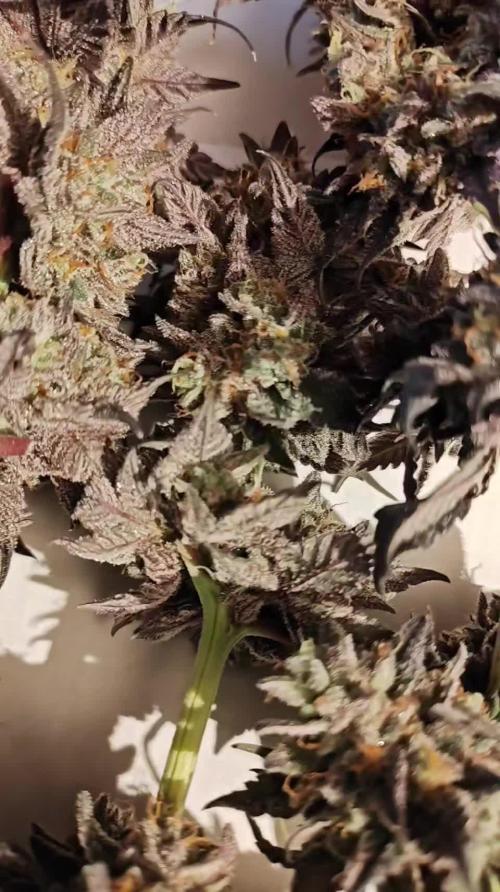 Smoke's Multistrain Pseudo Mainline LED Grow 320W