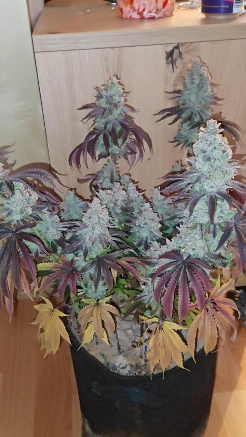 Smoke's Multistrain Pseudo Mainline LED Grow 320W