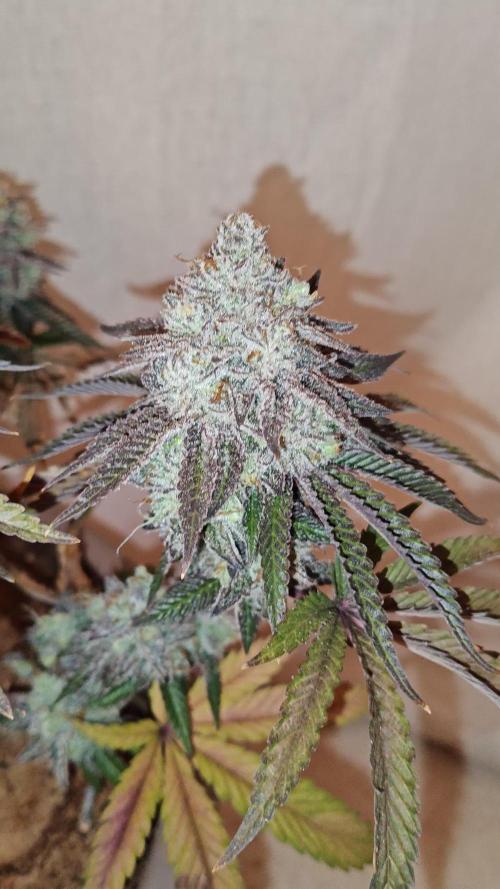 Smoke's Multistrain Pseudo Mainline LED Grow 320W