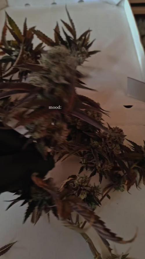 Smoke's Multistrain Pseudo Mainline LED Grow 320W