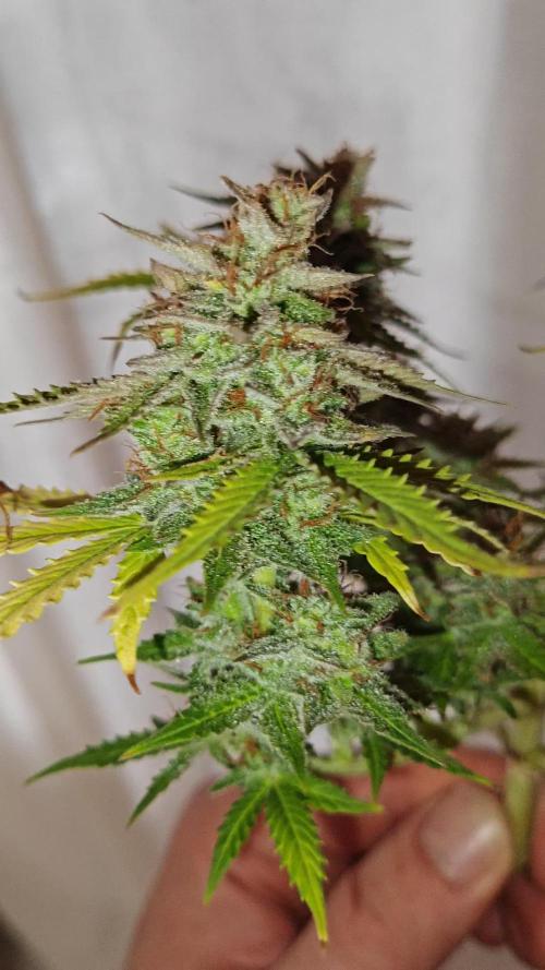 Smoke's Multistrain Pseudo Mainline LED Grow 320W