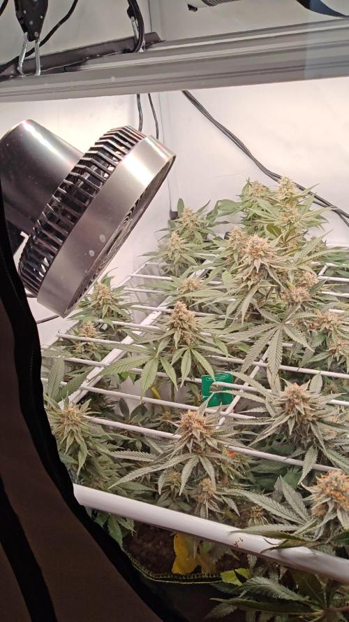Barney's Only 320w Indoor Grow