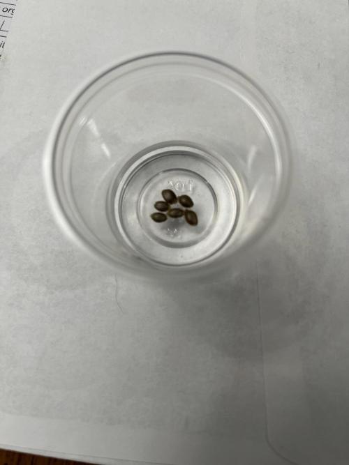 Pelota Farm. Week 0 - Jan 2 2026,  6 autoflower seed, Northern Lights (ILGM) in 1% hydrogen peroxide