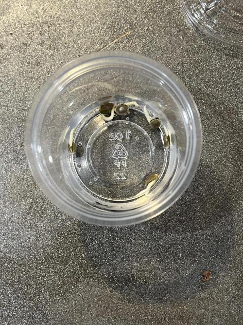 Pelota Farm. Week 0 - Jan 5 2026, ready for soil