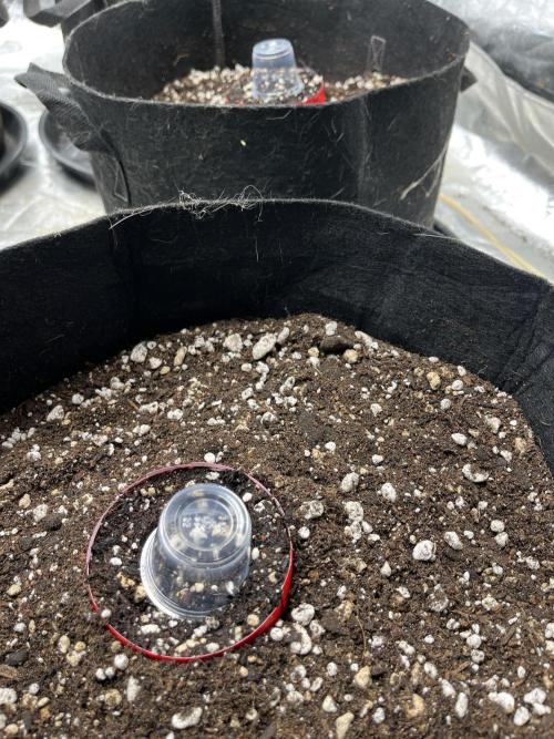 Pelota Farm. Week 0 - Seedling in Down/outward flaring 1/2 cup & jello cup overtop is moisture dome
