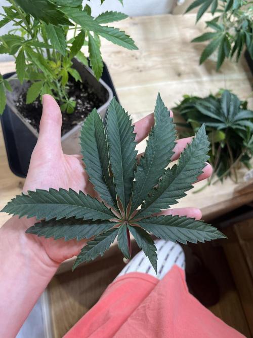 Ridgeline Throbber Phenohunt EU 2025. Week 0 - Huge Leaves 9 Fingers!