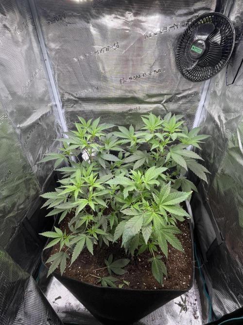 Ridgeline Throbber Phenohunt EU 2025. Week 4 - Before LST
