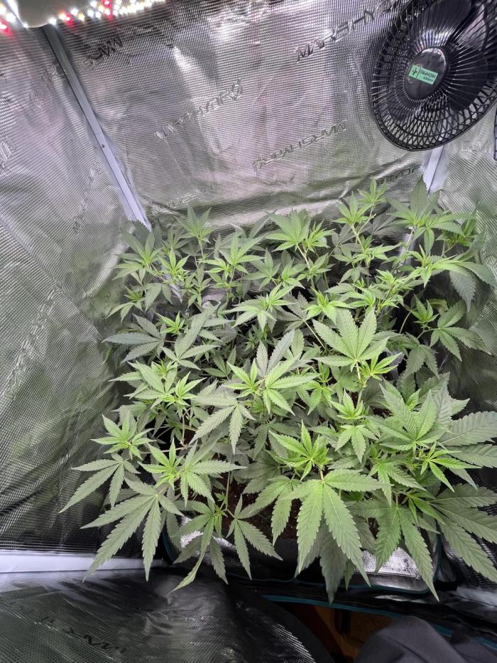 Ridgeline Throbber Phenohunt EU 2025. Week 5