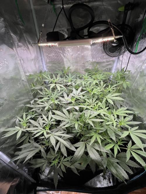 Ridgeline Throbber Phenohunt EU 2025. Week 6 - Before Defoliation