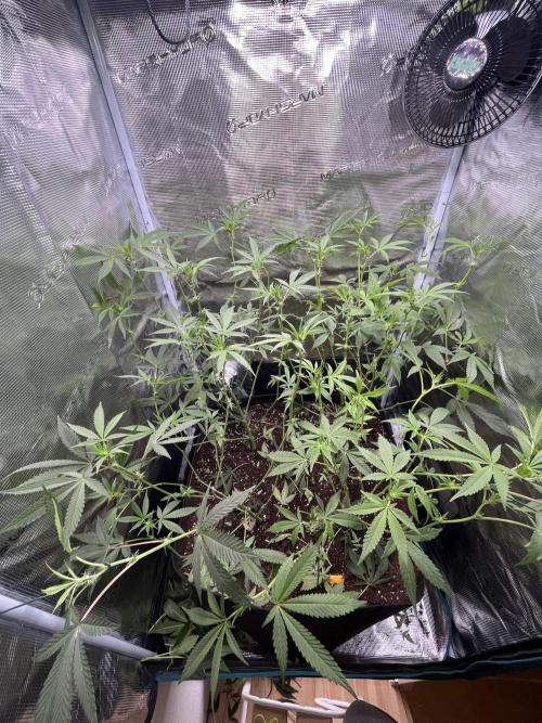 Ridgeline Throbber Phenohunt EU 2025. Week 6 - After Defoliation