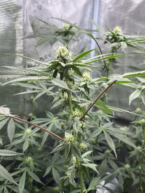 Ridgeline Throbber Phenohunt EU 2025. Week 8 - Pheno 1