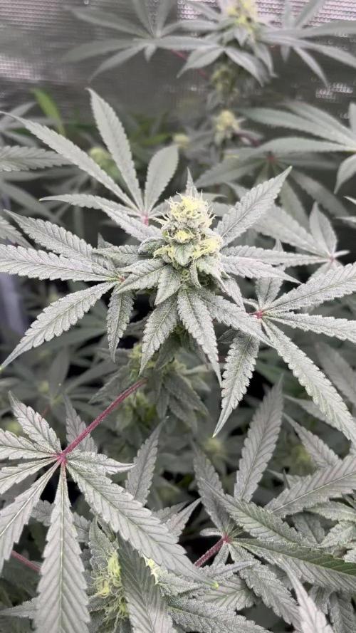 Ridgeline Throbber Phenohunt EU 2025