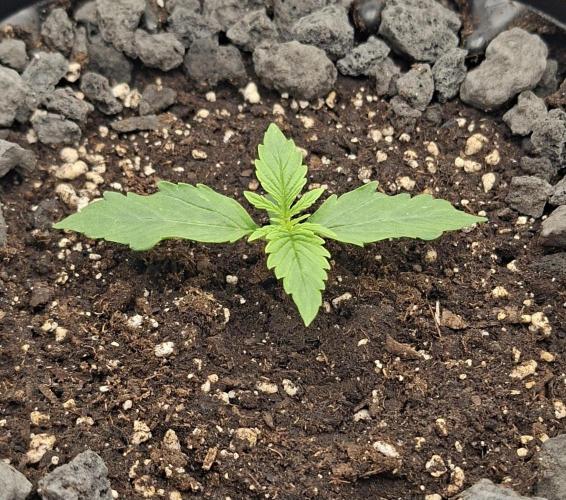 RQS Milky Way F1. Week 0 - Tag 7