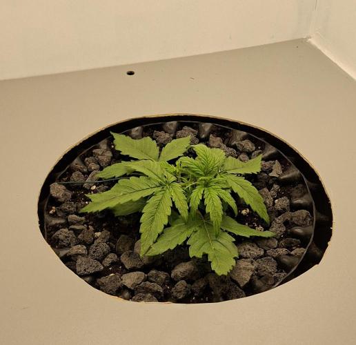 RQS Milky Way F1. Week 1 - Tag 14 (LST)