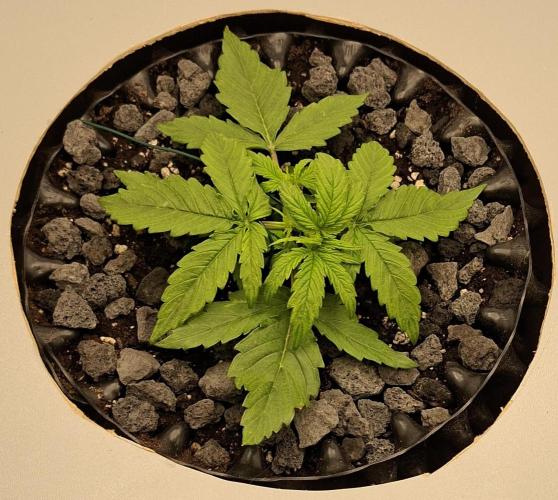 RQS Milky Way F1. Week 1 - Tag 14 (LST)