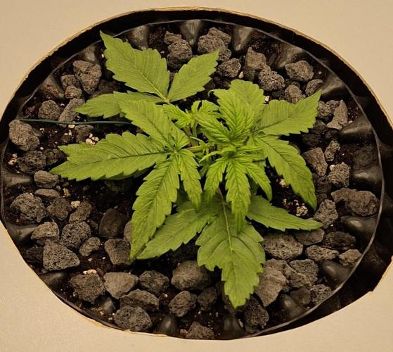 RQS Milky Way F1. Week 1 - Tag 14 (LST)