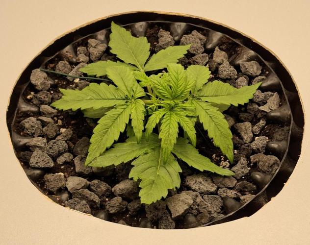 RQS Milky Way F1. Week 1 - Tag 14 (LST)