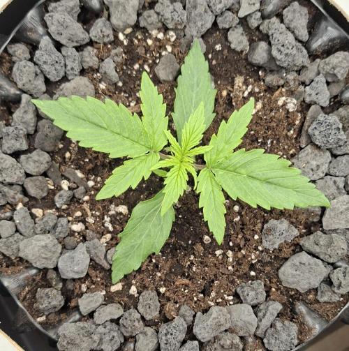 RQS Milky Way F1. Week 1 - Tag 10
