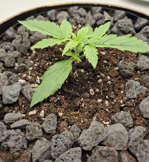 RQS Milky Way F1. Week 1 - Tag 10