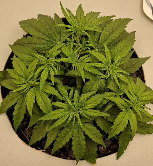 RQS Milky Way F1. Week 2 - Tag 21