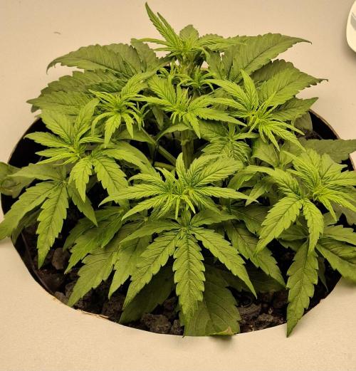 RQS Milky Way F1. Week 2 - Tag 21
