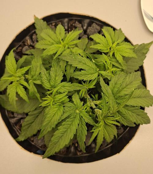 RQS Milky Way F1. Week 2