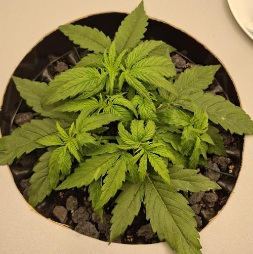 RQS Milky Way F1. Week 2 - Tag 18