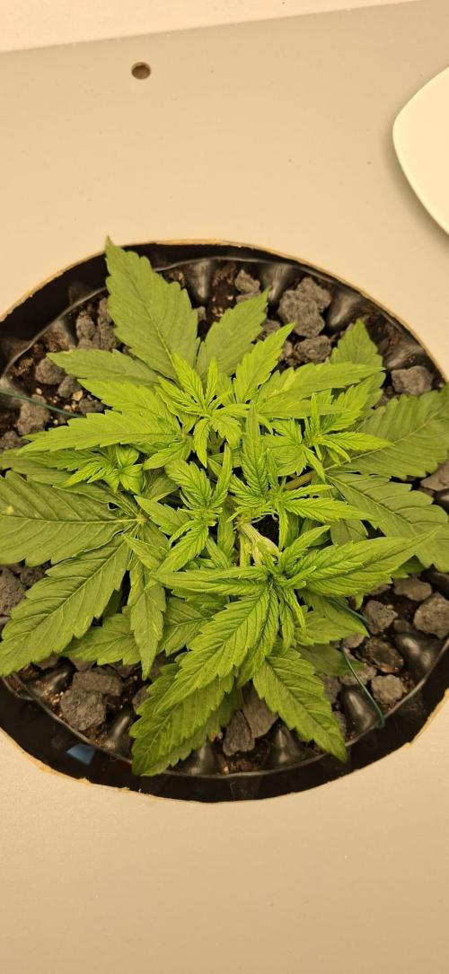 RQS Milky Way F1. Week 2 - Tag 17