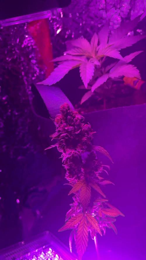 Outdoor/Indoor Black Orchid Auto from Zamnesia first grow