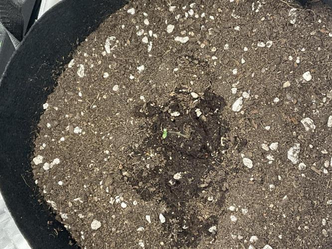 My baby. Week 0 - Past mistakes, wiser harvests