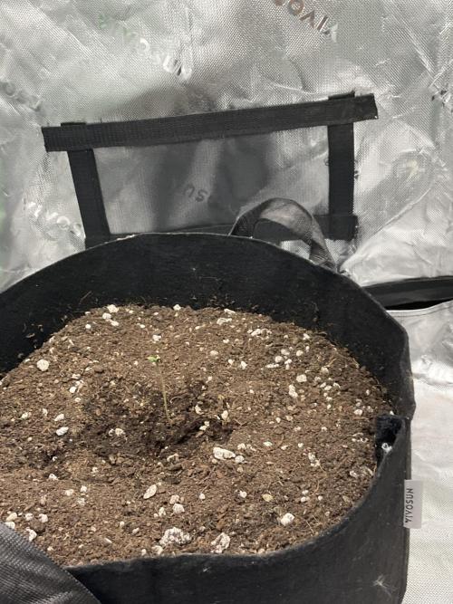 My baby. Week 0 - Cultivating is also rebuilding yourself