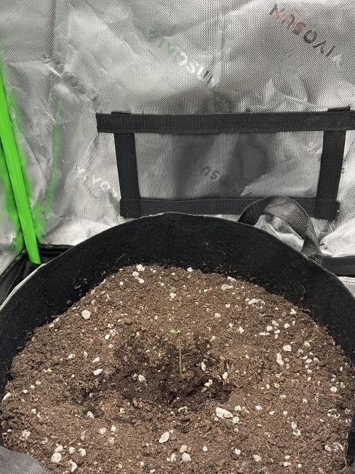 My baby. Week 0 - One seed, a thousand lessons