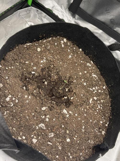 My baby. Week 0 - What I plant today transforms me tomorrow