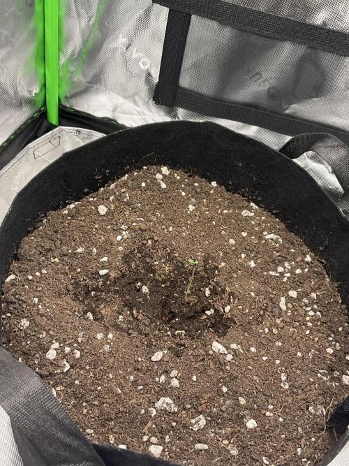 My baby. Week 0 - More than growing plants, growing myself