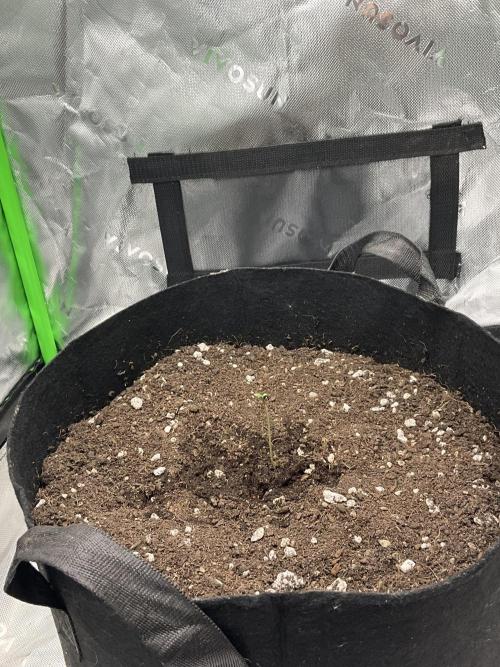 My baby. Week 0 - Second rounds, stronger roots