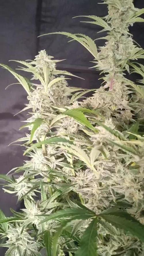 Atlas Seeds - GMO 8 (Autoflower)