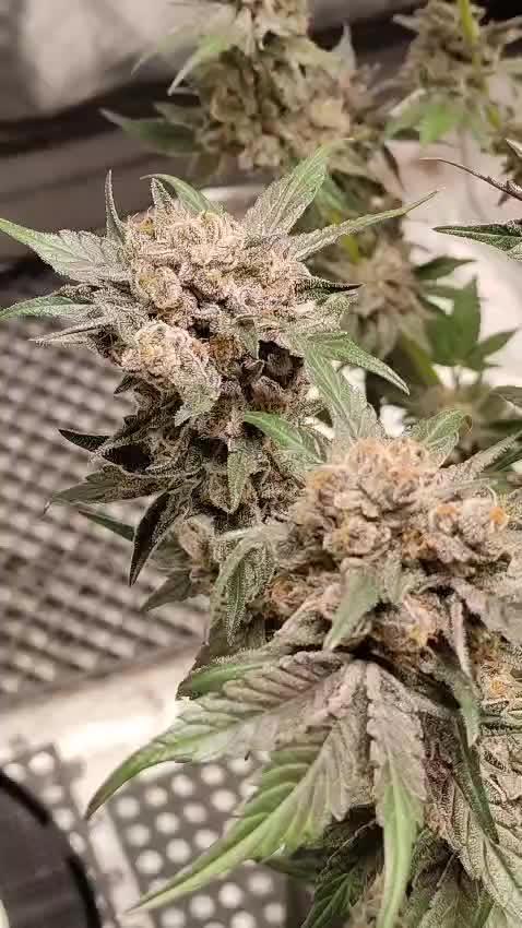 SSSC Contest - Fast Version A